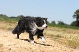 BORDER COLLIE 240
